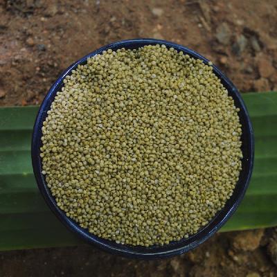 Browntop Millet