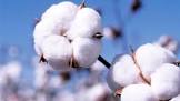 Bt Cotton