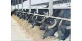 Buffalo Feed