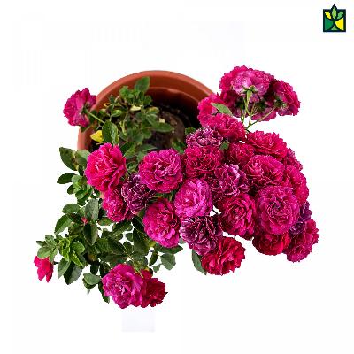 Button Rose