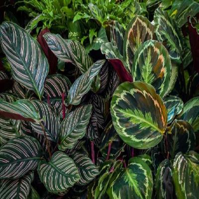 Calathea Plant
