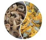 Calendula Officinalis Seed