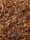 Camel Feed