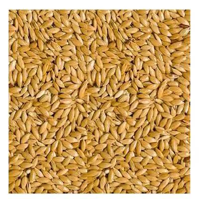Canary Seed