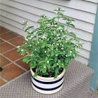 Candy Sugar Plant