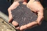 Canola Seed