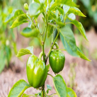 Capsicum Plant