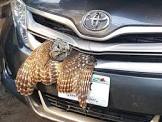 Car Grill