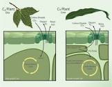 Carbon Dioxide Plants