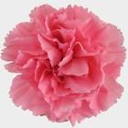 Carnation Flower