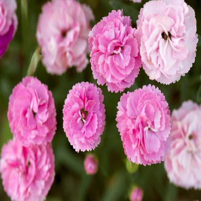 Carnation Plants