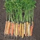Carrot Seeds
