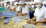 Cashew Nut Processing Plant