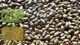Cassia Tora Seeds