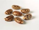 Castor Oil Seeds