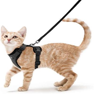 Cat Harness 
