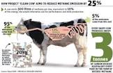 Cattle Feed Additives