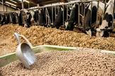 Cattle Feed