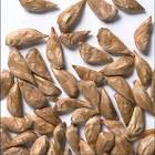 Cedrus Deodara Seeds