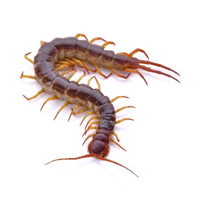 Centipede Control Service