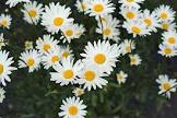Chamomile Flower