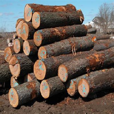 Cherry Wood Logs
