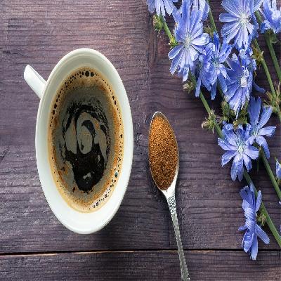 Chicory Extract