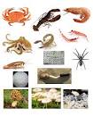 Chitin