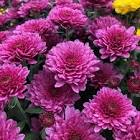 Chrysanthemum Flowers
