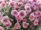 Chrysanthemum Plants