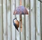 Coconut Bird Feeder