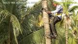 Coconut Tree Climber