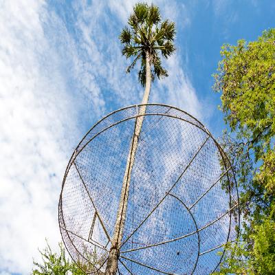 Coconut Safety Net