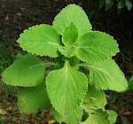 Coleus Forskohlii