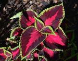 Coleus Plant
