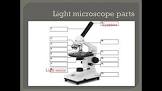 Compound Light Microscope