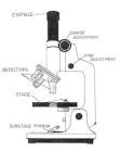 Compound Microscope