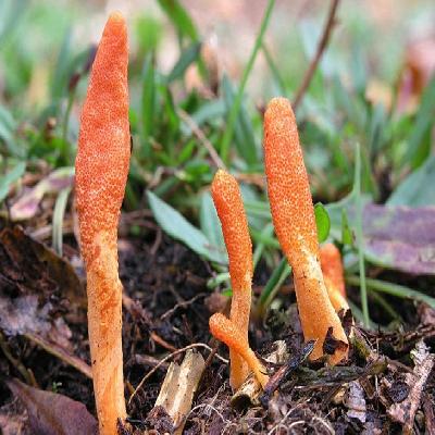 Cordyceps Militaris 