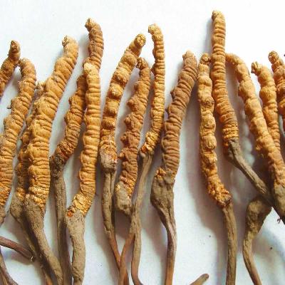 Cordyceps Sinensis