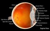 Cornea Services