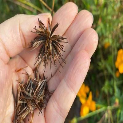Cosmos Seeds