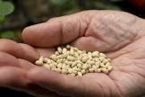 Cotton Seeds