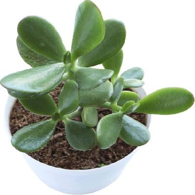 Crassula Plant