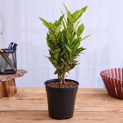 Croton Plant