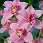 Cymbidium Orchid