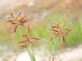 Cyperus Rotundus