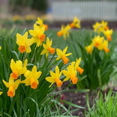 Daffodil Flower