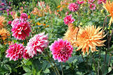Dahlia Plant