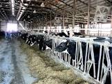 Dairy Farming