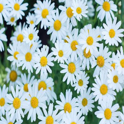 Daisy Flower